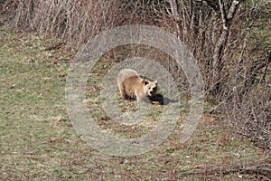 Marsicano brown bear photo