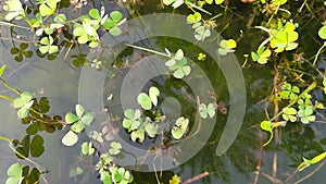 Marsilea plant on water surface.