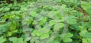 Marsilea quadrifolia , usefull tropical farden plant green leaf