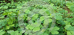 Marsilea quadrifolia , usefull tropical farden plant green leaf photo