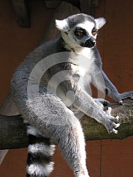 Marsupial photo