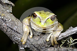 Marsupial frog photo