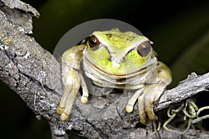 Marsupial frog