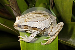 Marsupial frog (Gastrotheca riobambae)