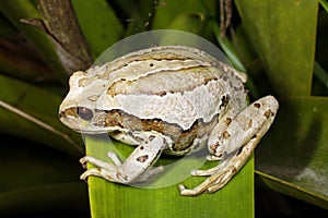 Marsupial frog (Gastrotheca riobambae) photo