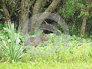 Marsupial hidden in the undergrowth