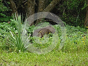 Marsupial hidden in the undergrowth in Uruguay