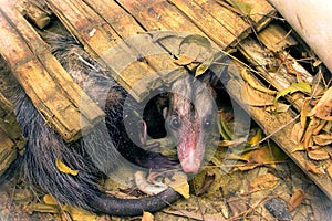 Marsupial opossum