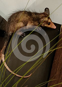 Marsupial possum in Costa Rica hid under a plant