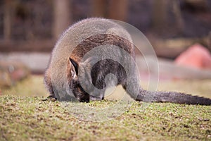 Marsupials: Wallaby feeding on the grass