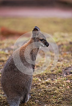 Marsupials: Wallaby in zoo