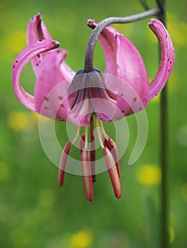 Martagon lily