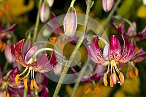 Martagon Lily