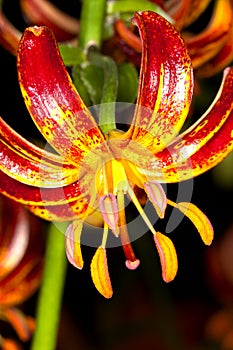 Martagon Lily