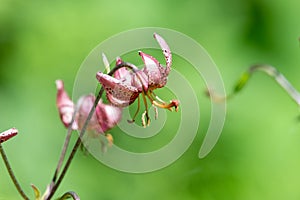 Martagon lily (lilium martagon