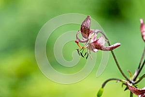Martagon lily (lilium martagon