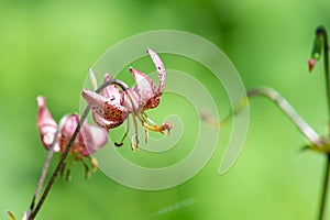 Martagon lily (lilium martagon