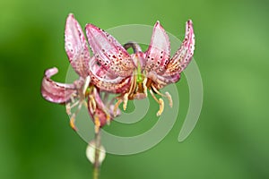 Martagon lily (lilium martagon