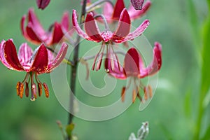 Martagon lily Lilium martagon Claude Shride, inflorescence