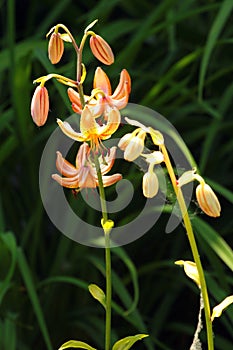 Martagon lily, or mountain lily Lilium martagon flowers in a garden photo