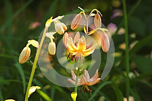 Martagon lily, or mountain lily Lilium martagon flowers in a garden photo