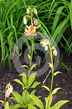 Martagon lily, or mountain lily Lilium martagon flowers in a garden photo