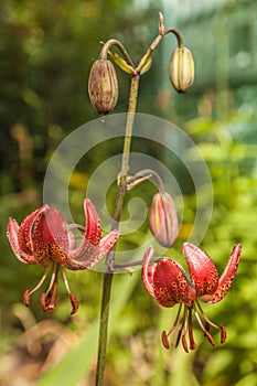 Martagon or turk`s cap lily, lilium martagon  `Gaybird