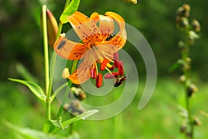 Martagon or turk`s cap lily, lilium martagon on a naturally blurred background in the forest