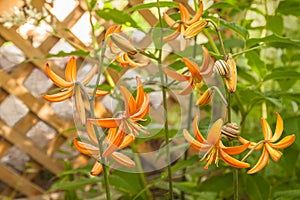 Martagon or turk`s cap lily, lilium martagon  `Orange Marmalade