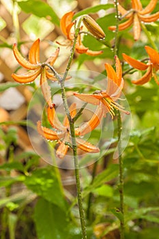 Martagon or turk`s cap lily, lilium martagon  `Orange Marmalade` with raindrops