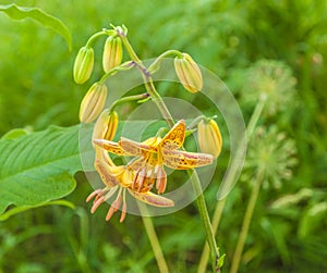 Martagon or turk`s cap lily, lilium martagon  Peppard Gold` in garden
