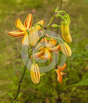 Martagon or turk`s cap lily, lilium martagon  Peppard Gold` and raindrops