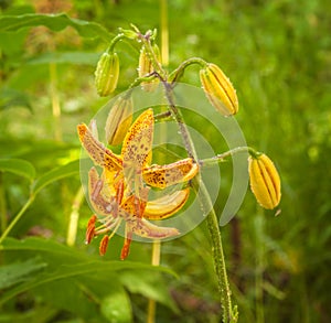 Martagon or turk`s cap lily, lilium martagon  Peppard Gold` and raindrops