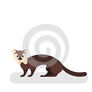 Marten animal. Wild mammal. A forest predator