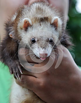 Marten in human hand