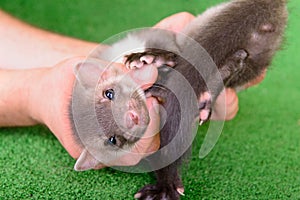 Marten in human hand