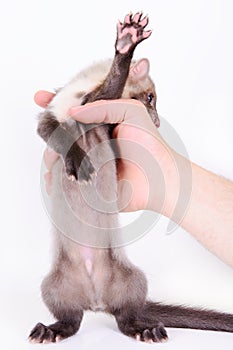 Marten in human hand