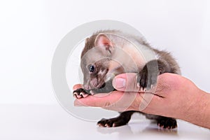 Marten in human hand