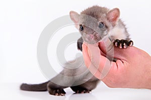 Marten in human hand