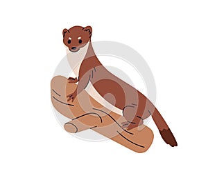 Marten, little wild animal. Martes, weasel-like mammal, small forest fauna. European and American woodland rodent. Flat