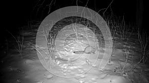 Marten Mustela in winter night looking for food