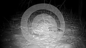 Marten Mustela in winter night looking for food