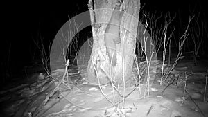 Marten Mustela in winter night looking for food in derelict garden apple tree hole