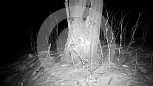 Marten Mustela in winter night looking for food in derelict garden, trail camera