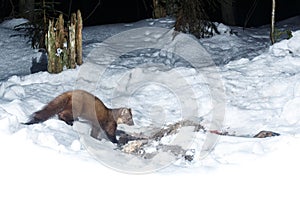 Marten in the nice nature habitat from camera trap