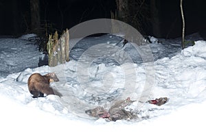 Marten in the nice nature habitat from camera trap