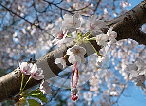 Martenitsa bracelet on blossoming cherry branch