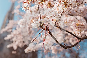 Martenitsa tied on the branch of a tree in the spring. Balkan culture concept photo.
