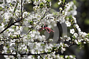 Martenitsa Tied to a blooming tree. Martisor. Baba Marta holiday.