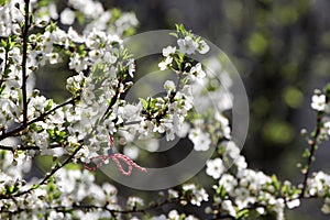 Martenitsa Tied to a blooming tree. Martisor. Baba Marta holiday.